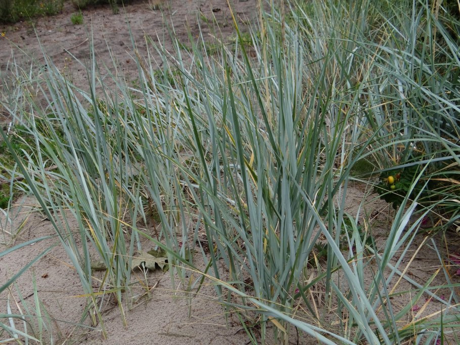 Колосняк (Элимус) песчаный