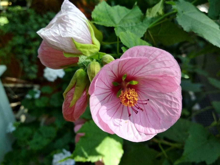 Абутилон Wisley Red