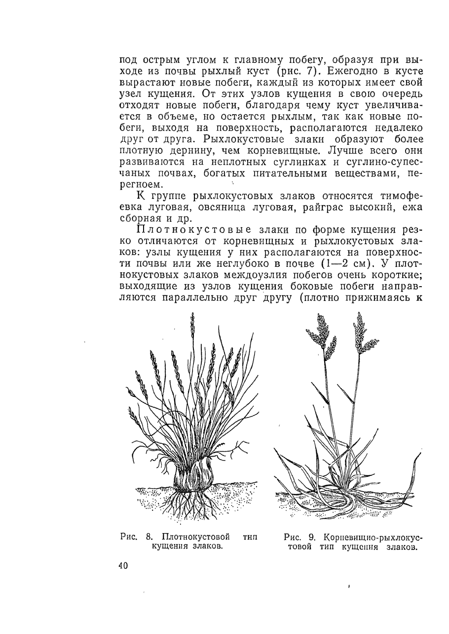 Жизненные формы травянистых растений по Алёхину схема