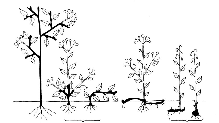 Овсяница Луговая Тип кущения