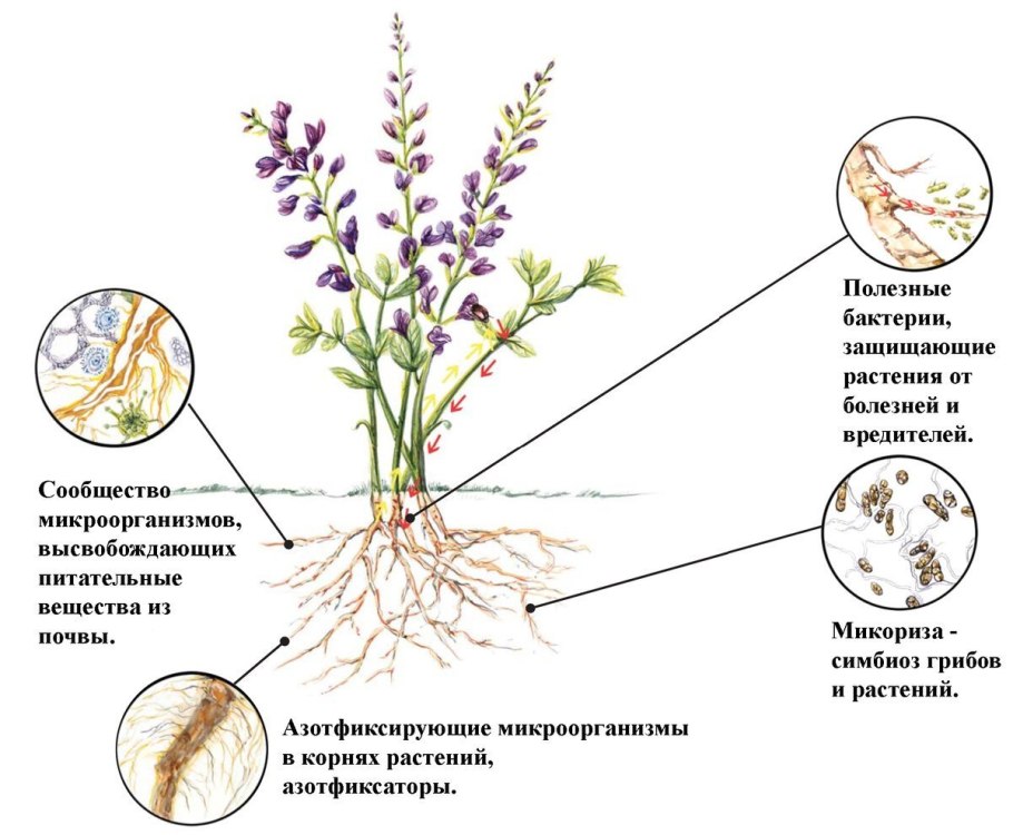 Жизненные формы растений таблица