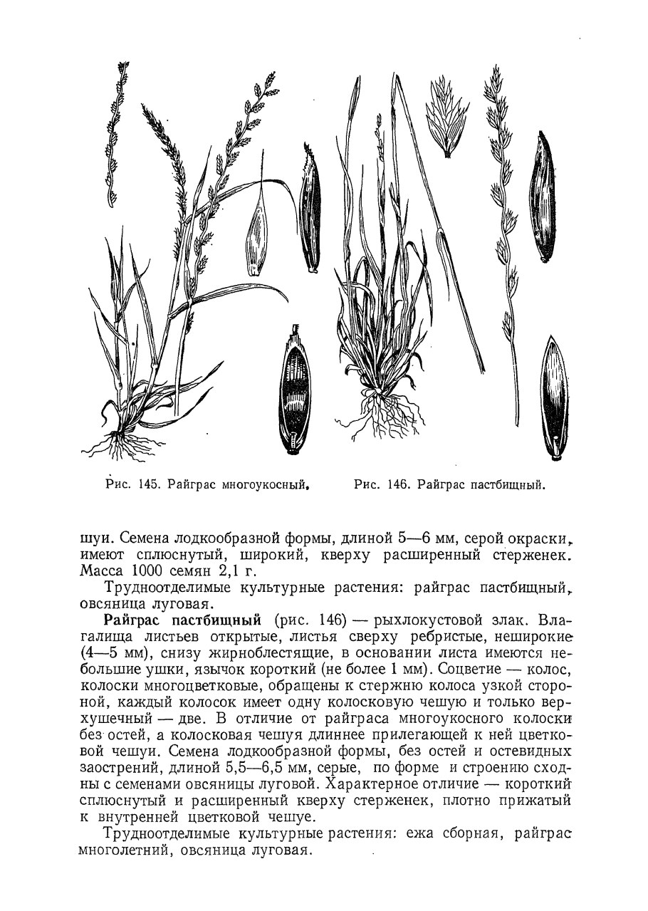 Щетинник сизый формула цветка