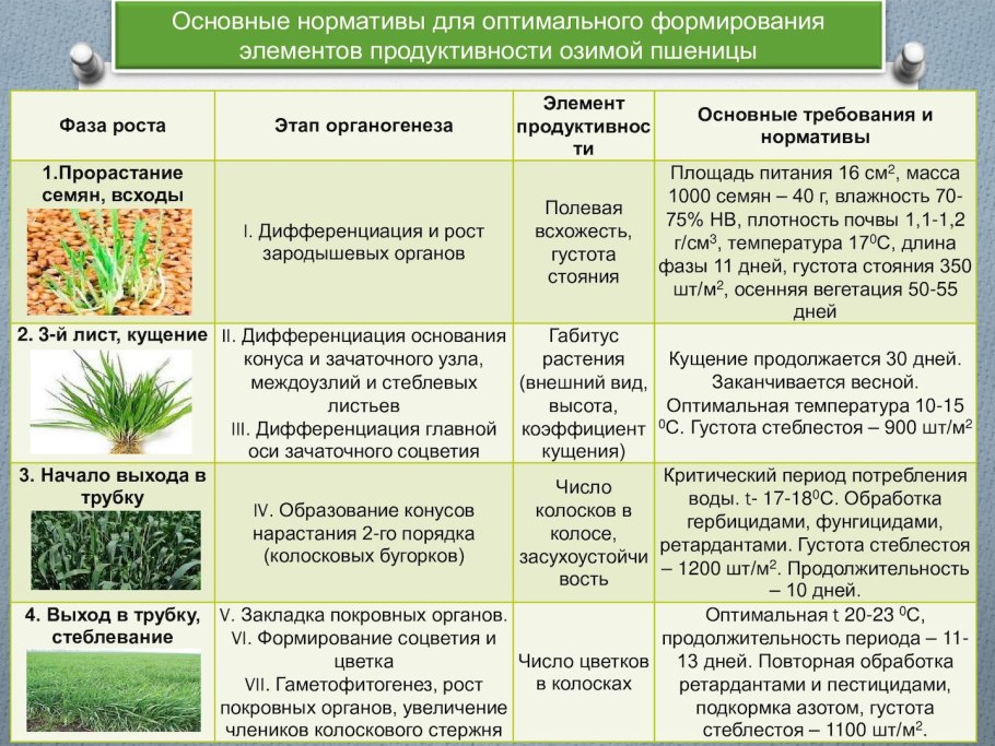 Жизненная форма травы