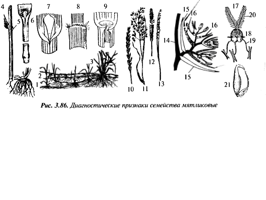 Определение яровыми и озимыми