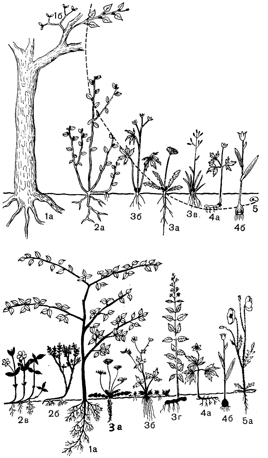Жизненные формы растений (по к. Раункиеру, 1907):