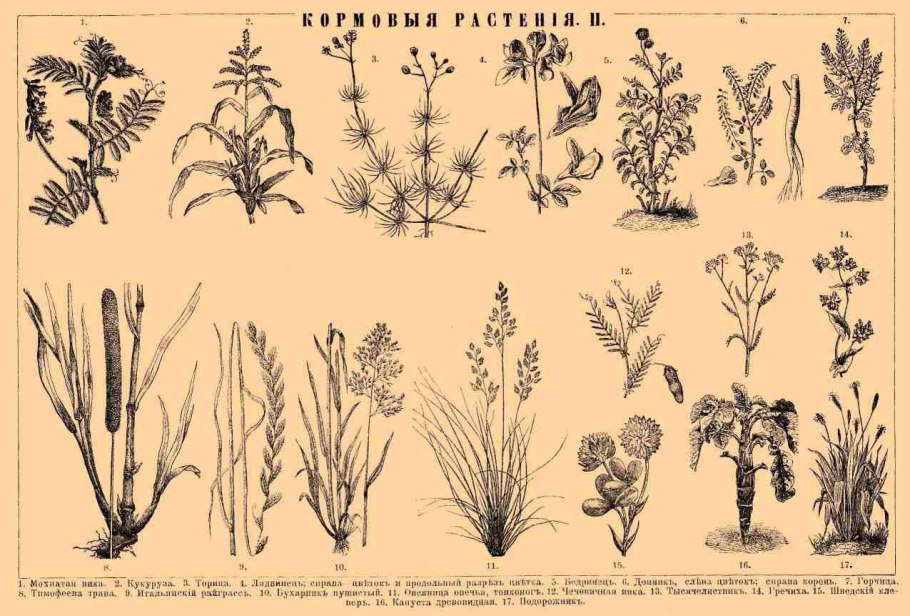 Способы вегетативного размножения растений