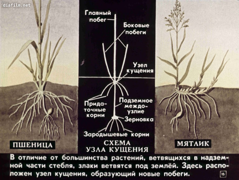 Строение злаковых Колосковой чешуи