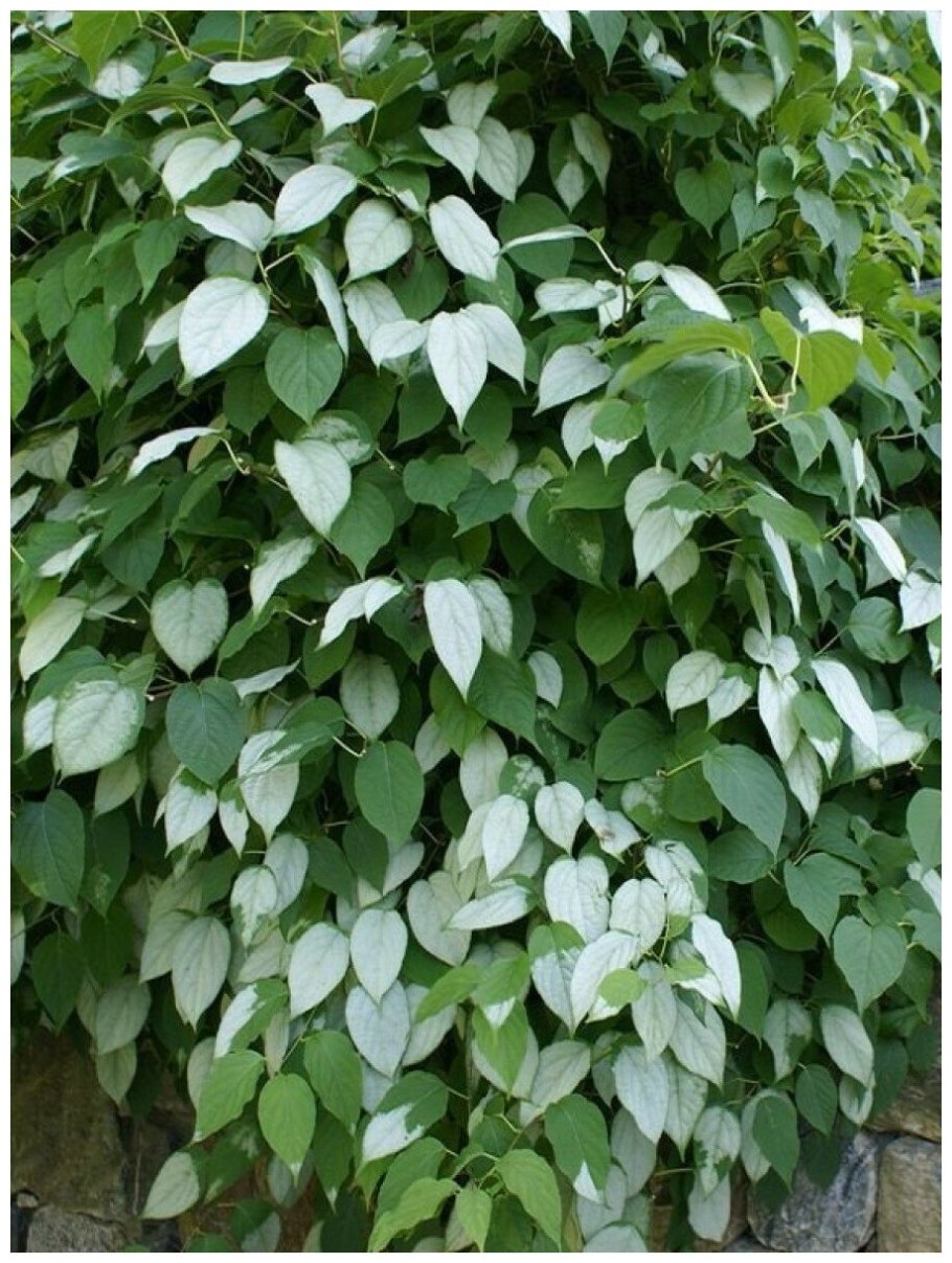 Актинидия аргута иссаи (Issai)