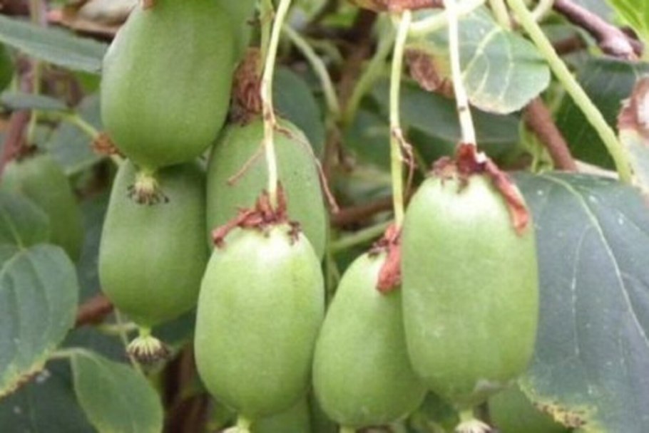 Китайская актинидия