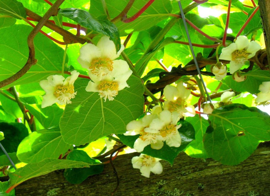 Актинидия аргута сладкий