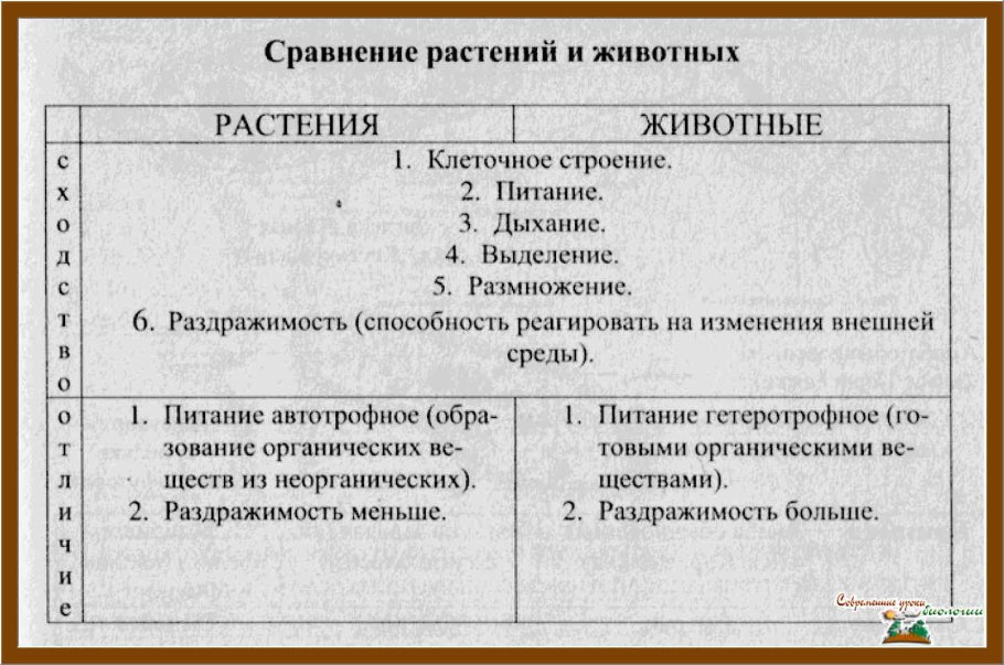 Сходство растений и животных