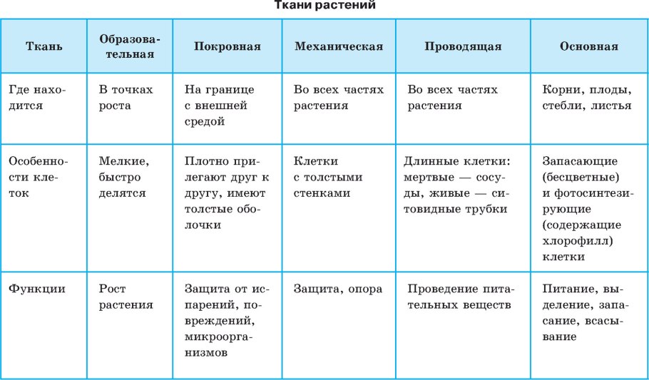 Таблица ткани растений 5 класс биология