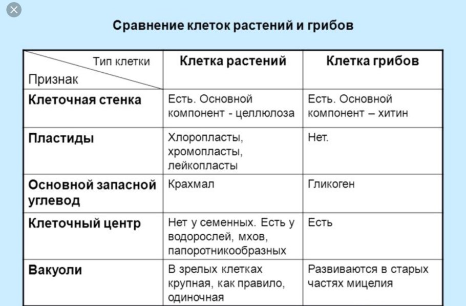 Сравнение строения растительной и животной и грибов клетки
