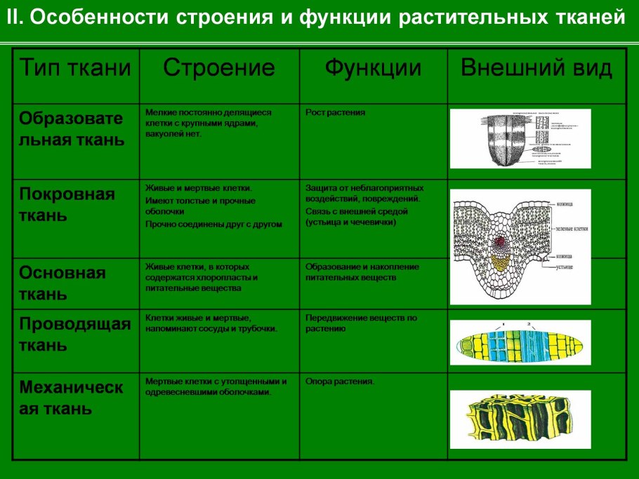 Особенности строения основной ткани