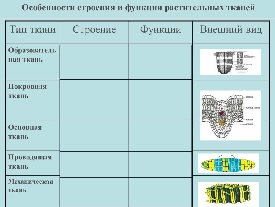 Ткани растений и животных 6 класс биология таблица