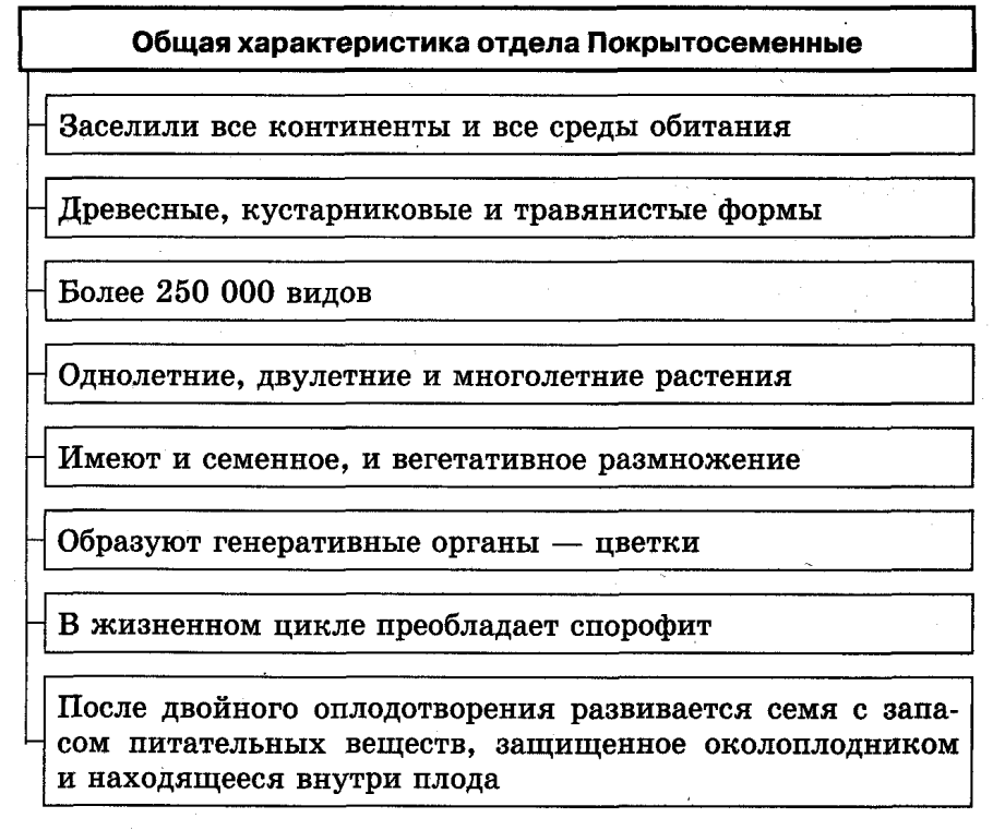 Характеристика отдела цветковые