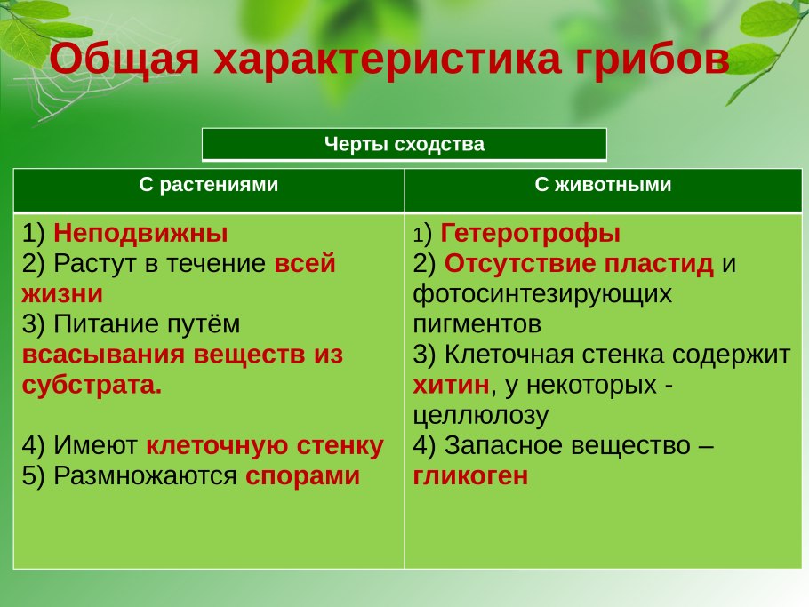 Характеристика царства грибы