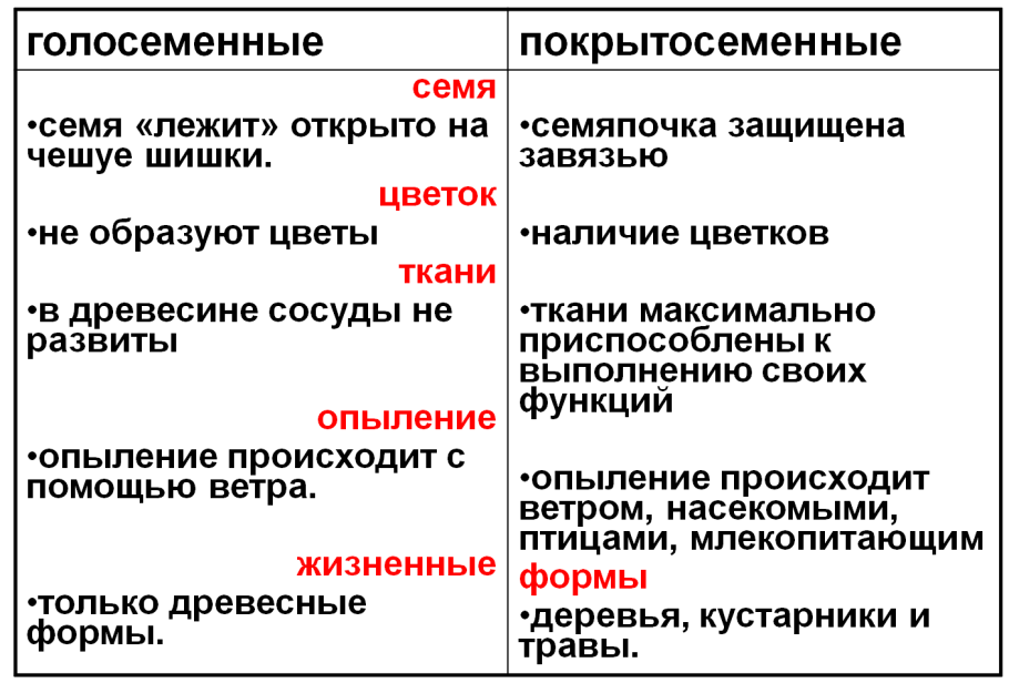 Отличия голосеменных от покрытосеменных таблица
