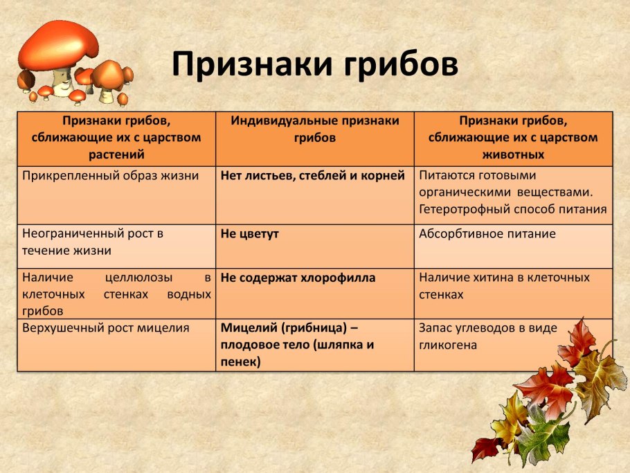 Общая характеристика царства грибов