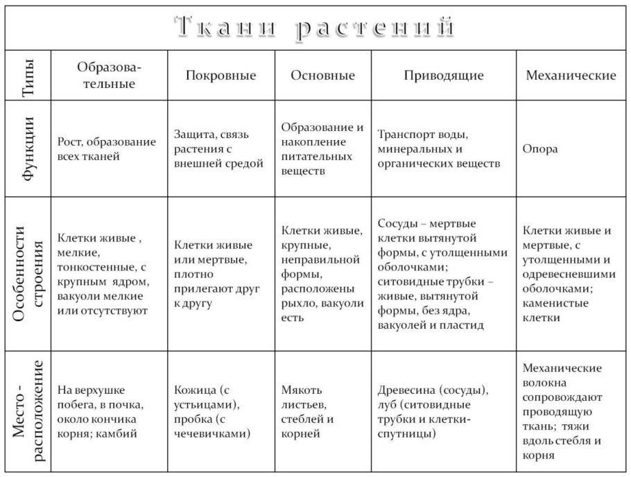 Строение и функции растительных тканей таблица