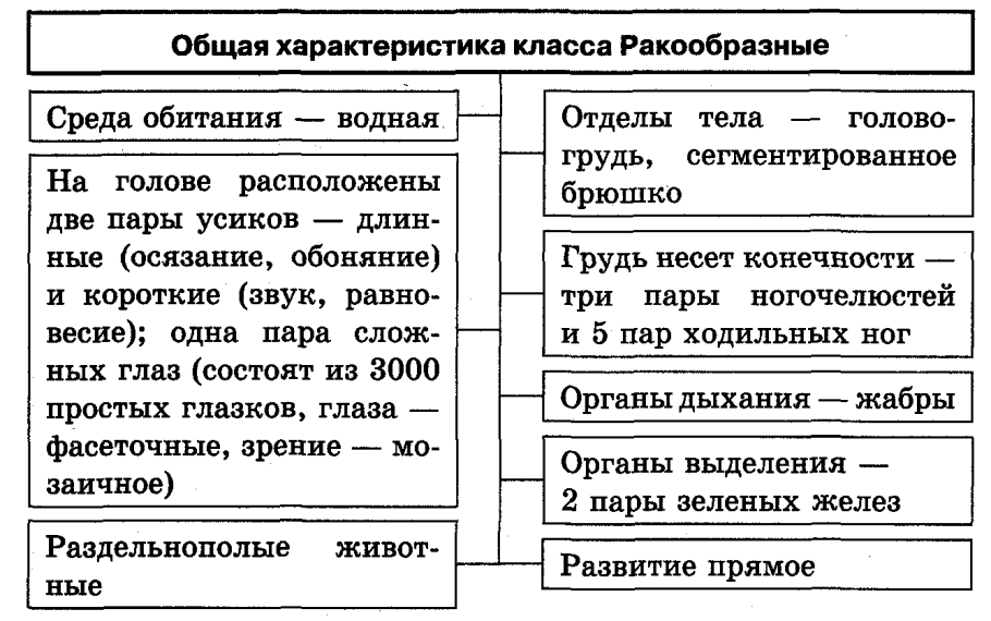 Общая характеристика ракообразных таблица 7 класс биология