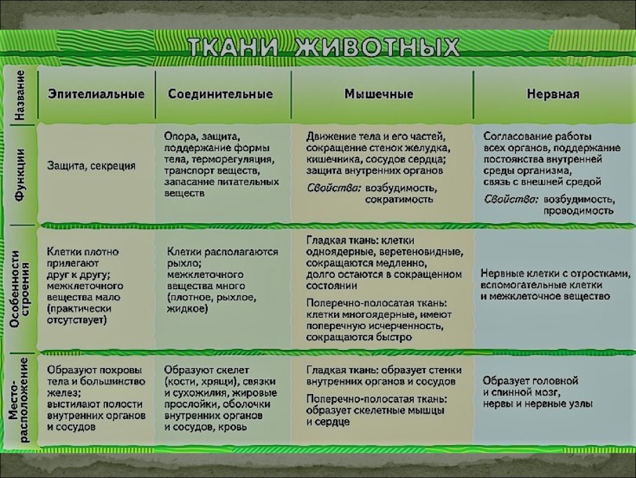 Виды тканей строение и функции таблица