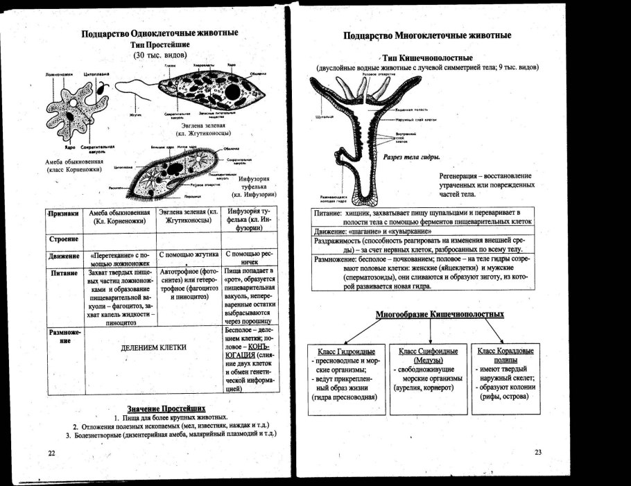 Одноклеточные колониальные и многоклеточные организмы таблица