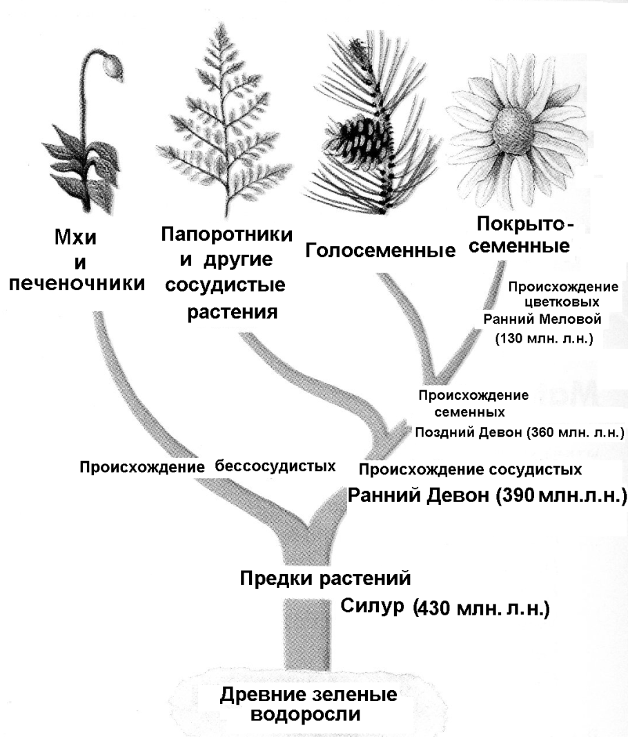 Мхи , Папоротникообразные , Голосеменные , Покрытосеменные