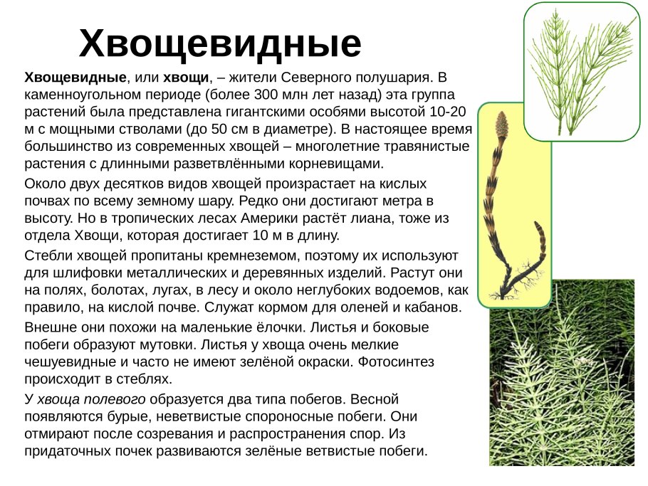 Хвощ зимующий строение