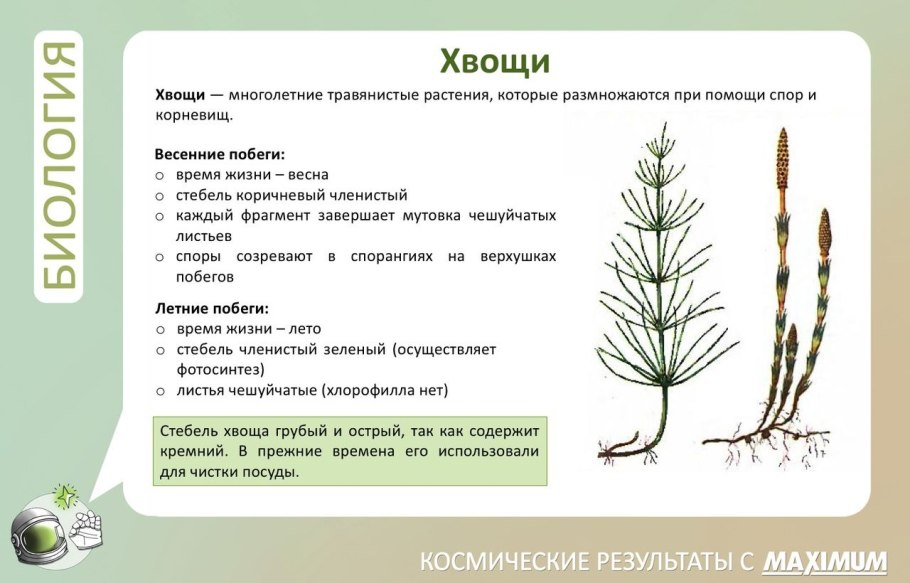 Хвощ полевой весенние и летние побеги