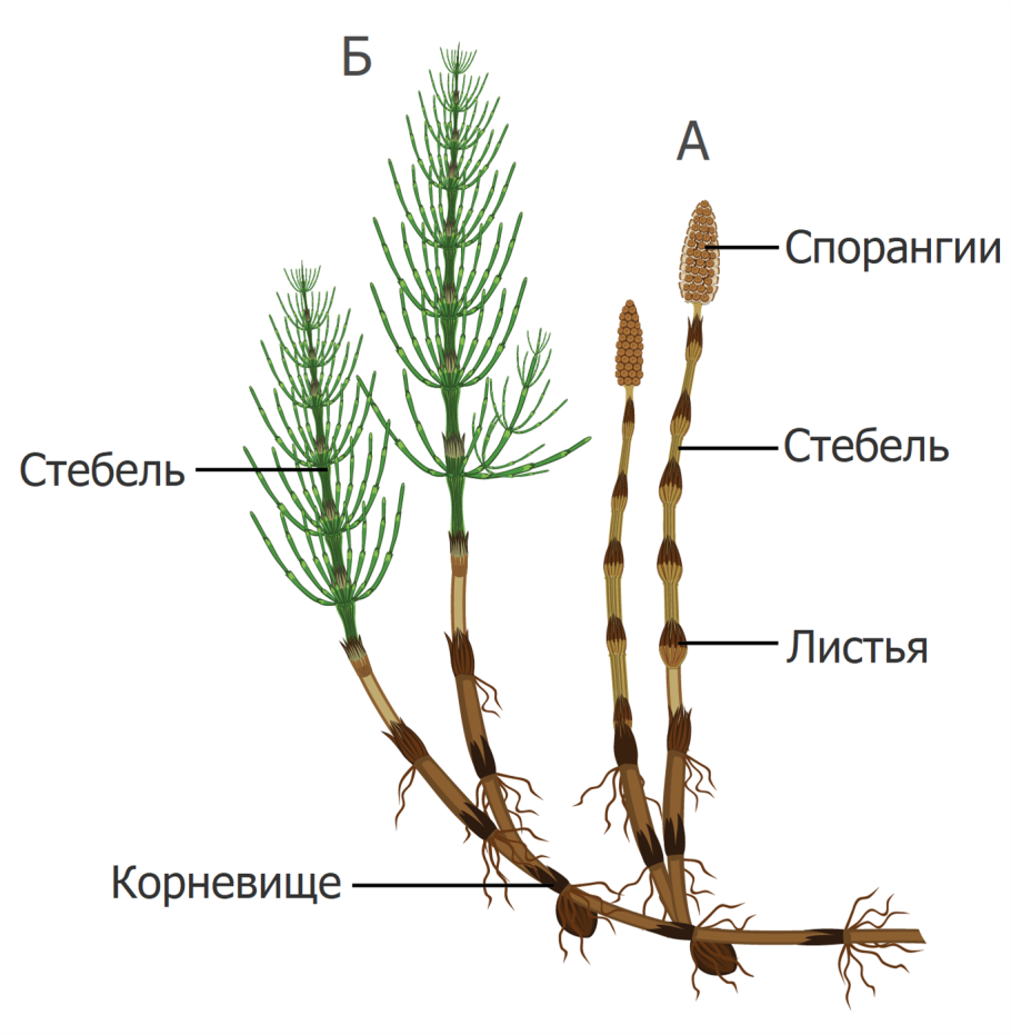 Чешуевидные листья хвоща