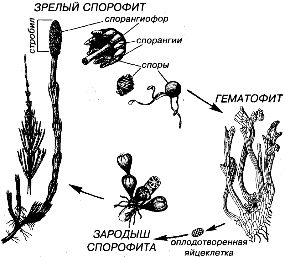 Хвощ полевой строение и размножение