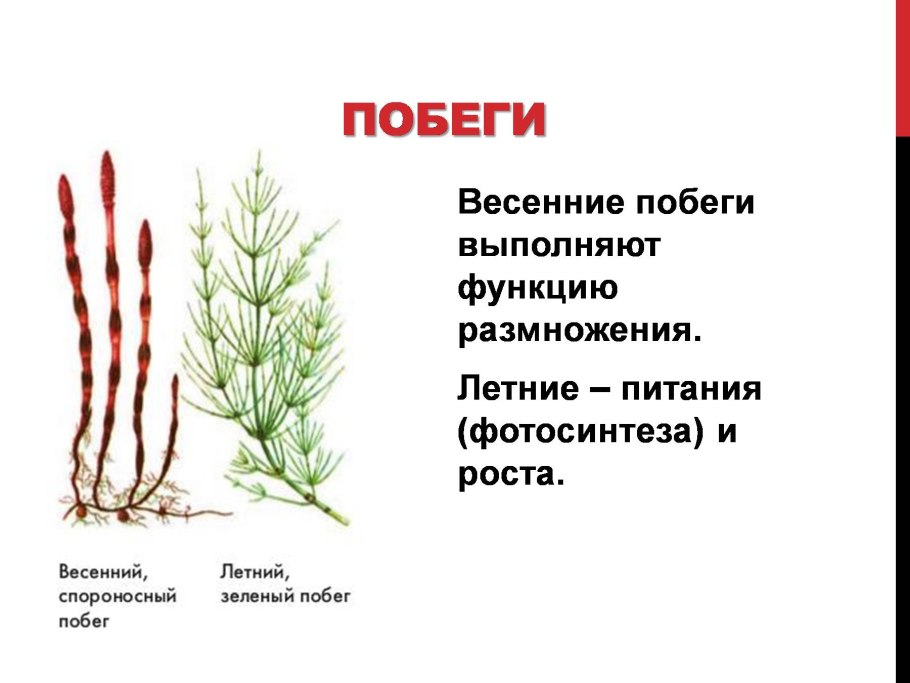 Весенний побег хвоща полевого