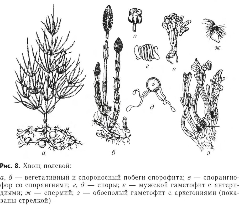 Клубни хвоща полевого