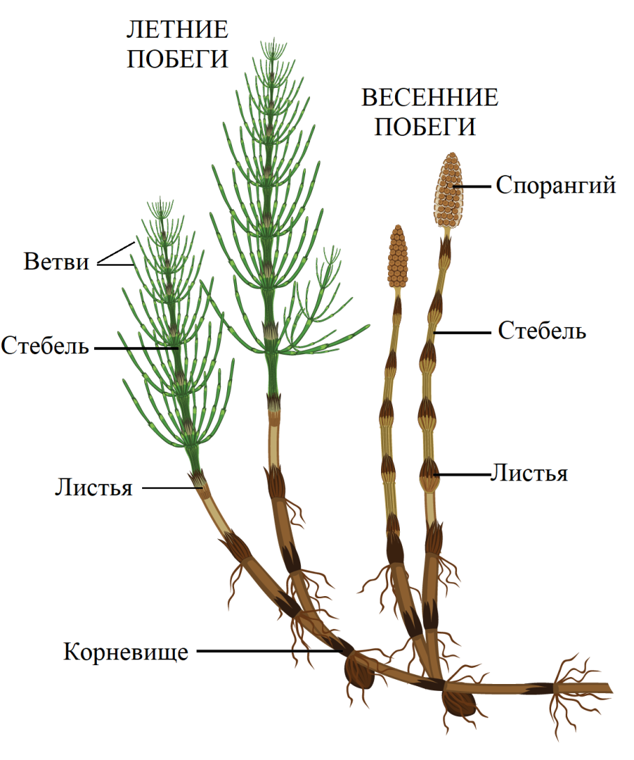 Хвощ полевой летний побег и весенний побег