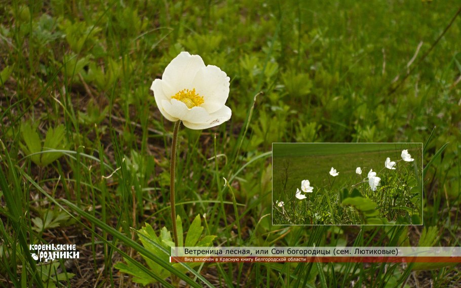Ветреница Дубравная в лесу