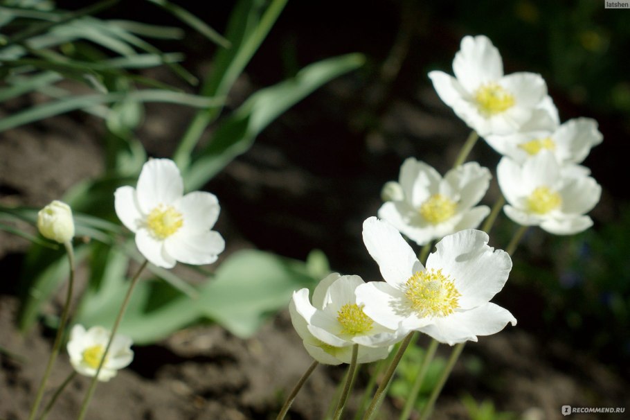 Анемона Лесная Anemone Sylvestris