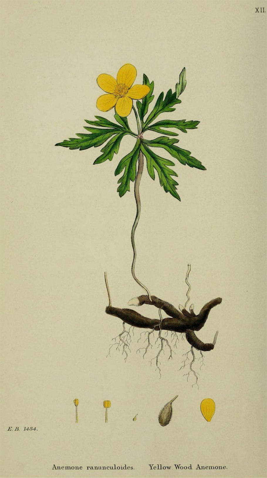 Ветреница Дубравная корневая система