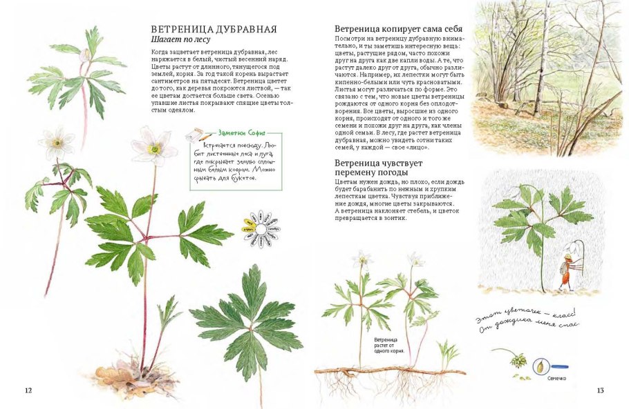 Анемона Сильвестрис