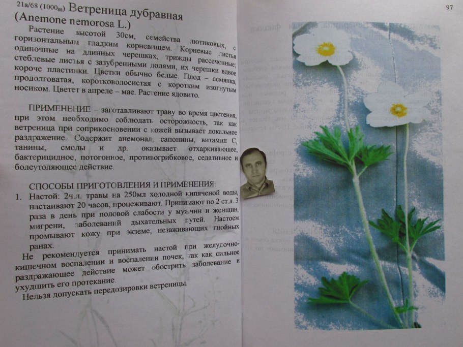 Ветреничка Уральская ветреница Уральская