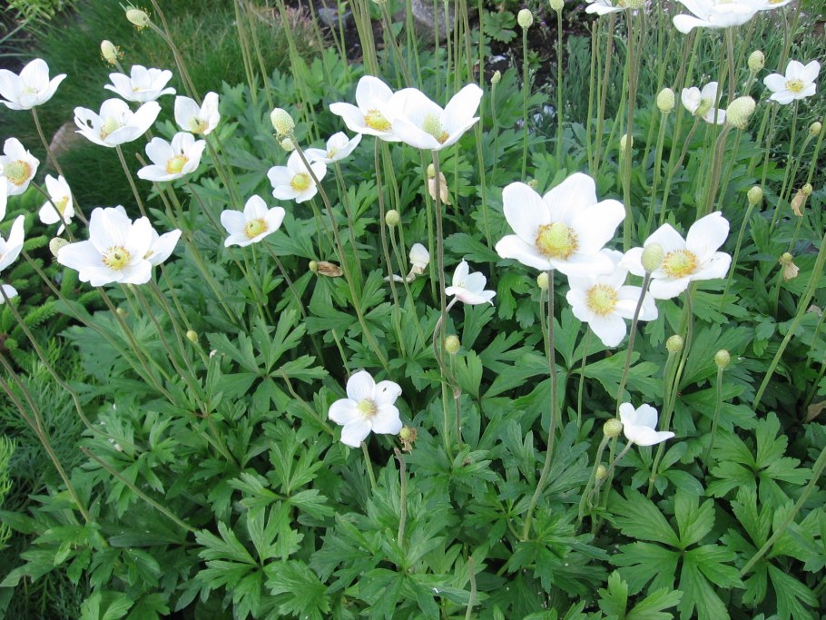 Анемона Лесная Анжелика