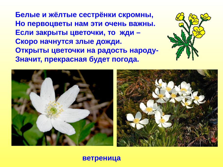 Анемона Весенняя ветреница