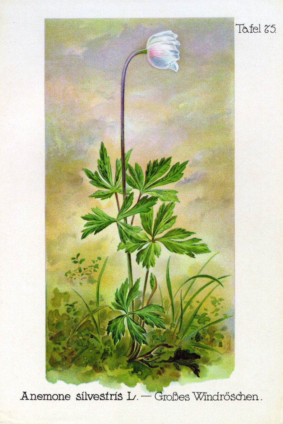 Ветреница лютиковая Дубравная