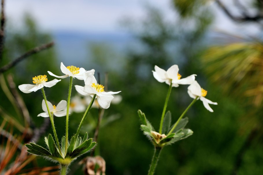 Купальница европейская формула цветка