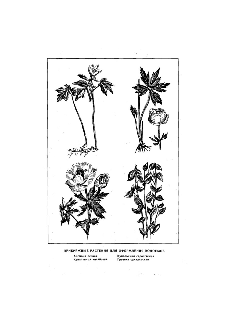 Ветреница Уральская