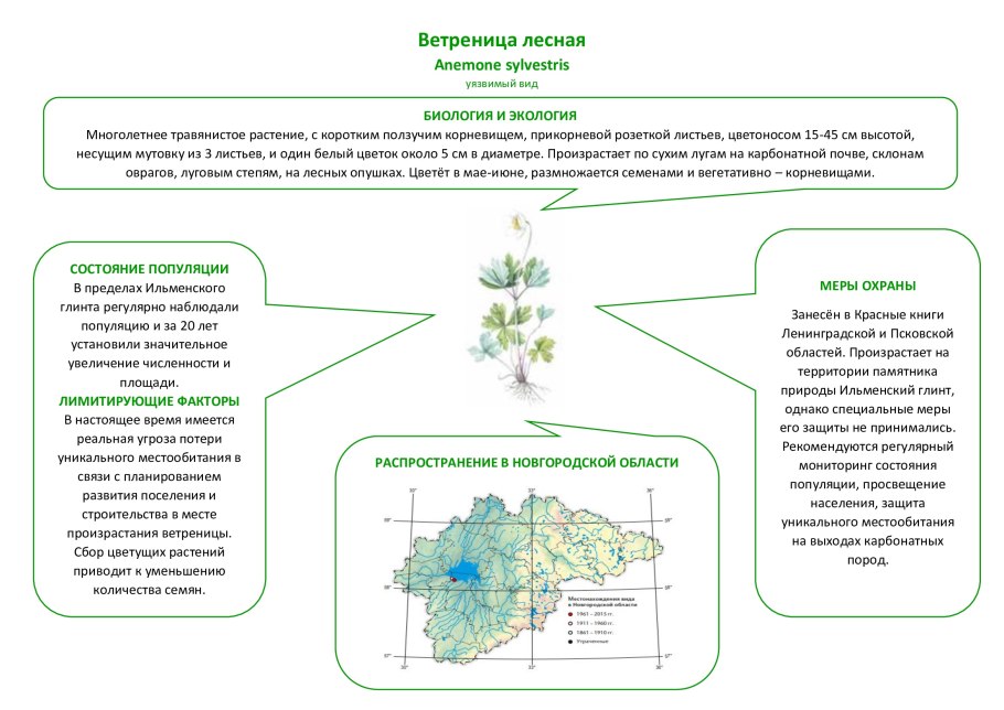 Ветреница Лесная диаграмма цветка