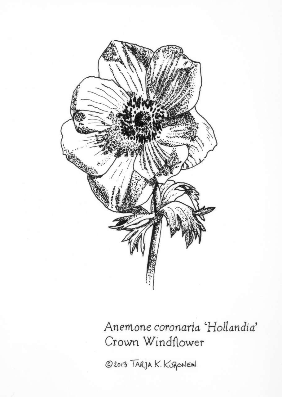 Ветреница Лесная первоцвет