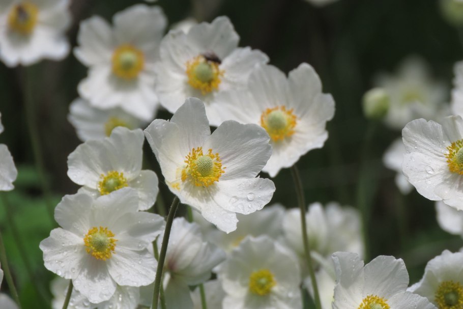 Ветреница Дубравная – Anemone nemorosa гербарий