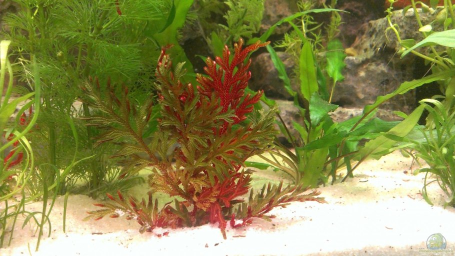 Selaginella erythropus