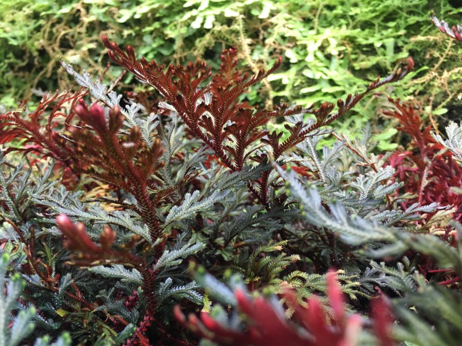Selaginella erythropus